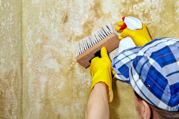 Professional Mold Removal in Earle, AR